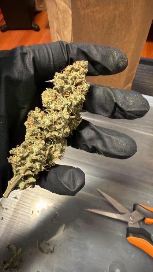 Bag Seed Adventure!. Week 18 - Dry trim after a few days of sweating