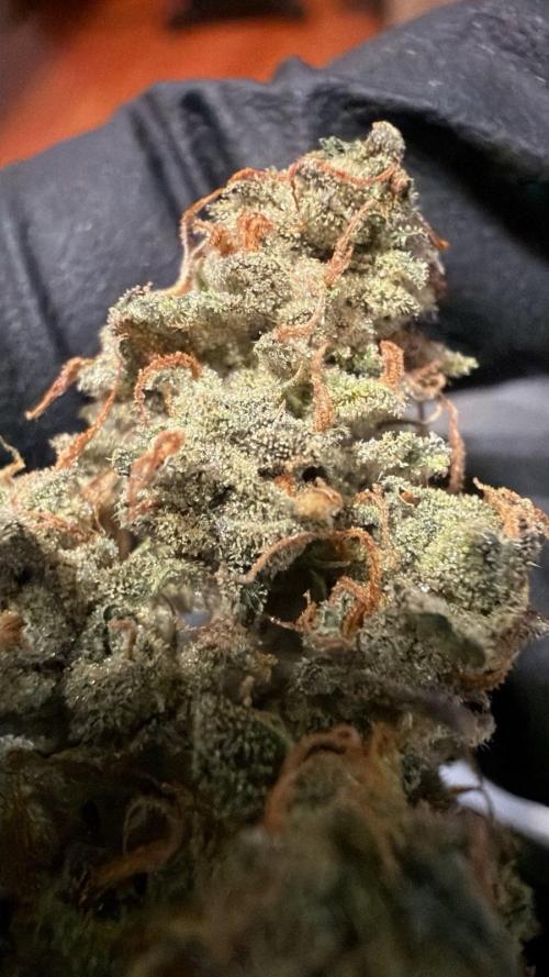 Bag Seed Adventure!. Week 18 - Dry trim close-up