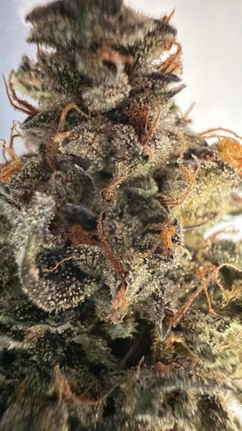 Bag Seed Adventure!. Week 18 - After a week of cure