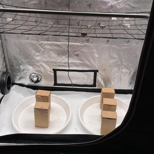 Bag Seed Adventure!. Week 18 - Buck and then sweat a few days once we hit our moisture levels