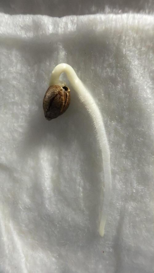 710 Labs Bag Seed: LTP. Week 0