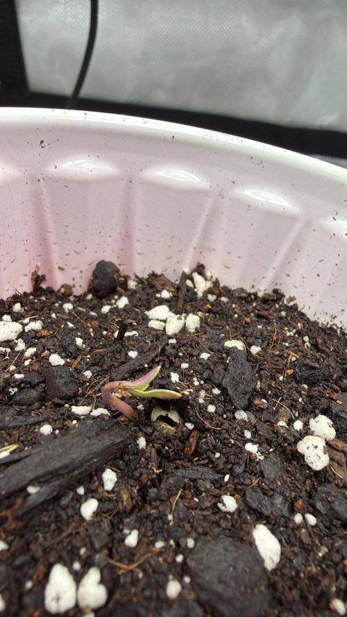 710 Labs Bag Seed: LTP. Week 1 - Breaking the surface