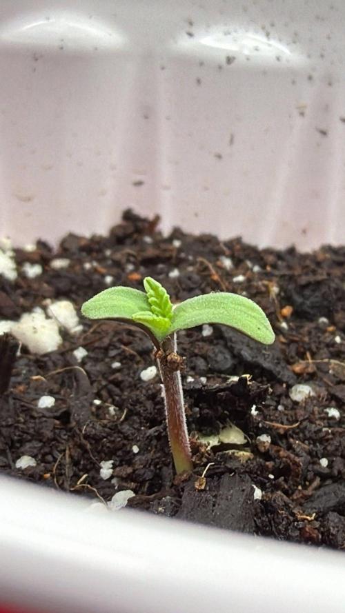 710 Labs Bag Seed: LTP. Week 1 - Opening her cotyledons