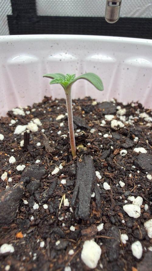 710 Labs Bag Seed: LTP. Week 1 - Standing proud