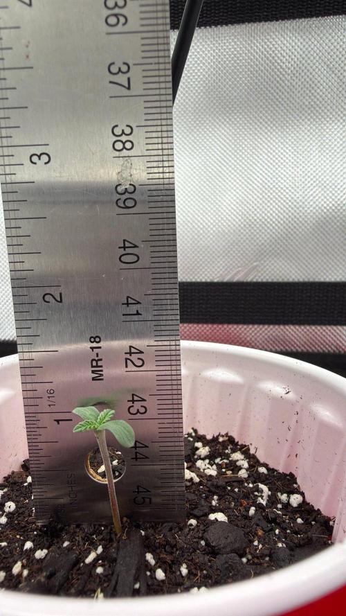 710 Labs Bag Seed: LTP. Week 1 - Just an inch