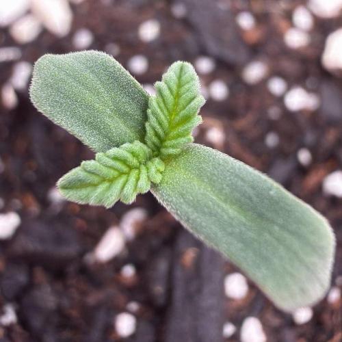 710 Labs Bag Seed: LTP. Week 1 - Growing...