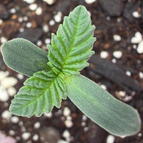 710 Labs Bag Seed: LTP. Week 1 - ...growing...