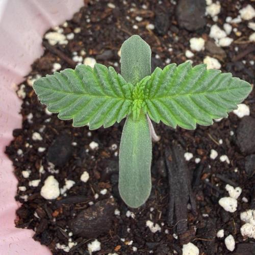 710 Labs Bag Seed: LTP. Week 1 - ...growing...