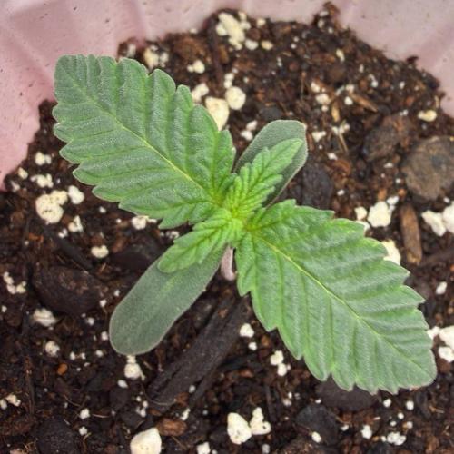 710 Labs Bag Seed: LTP. Week 1 - ...growing...