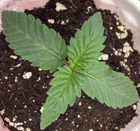 710 Labs Bag Seed: LTP. Week 1 - ...growing...