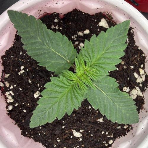 710 Labs Bag Seed: LTP. Week 1 - ...growing...