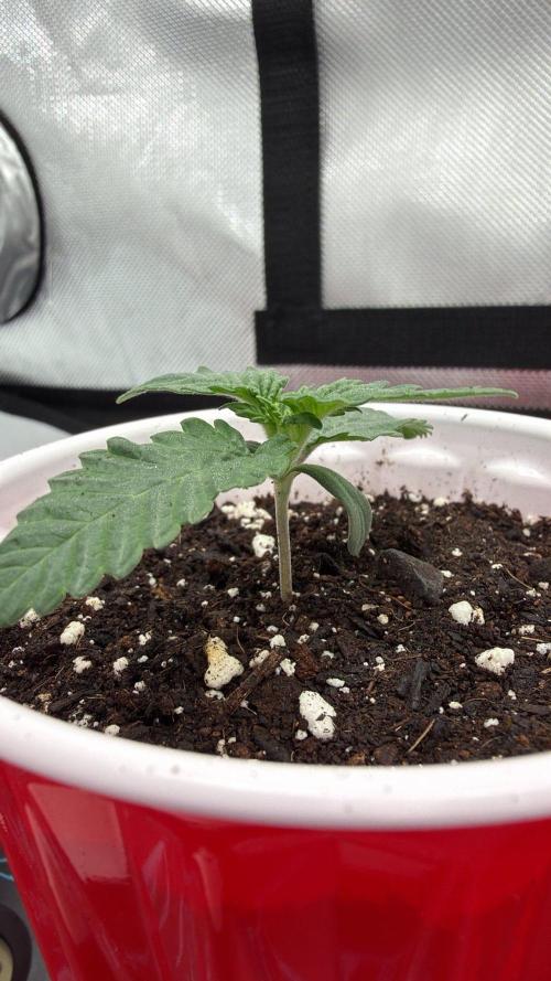 710 Labs Bag Seed: LTP. Week 1 - Filled up the remainder of the cup with dirt