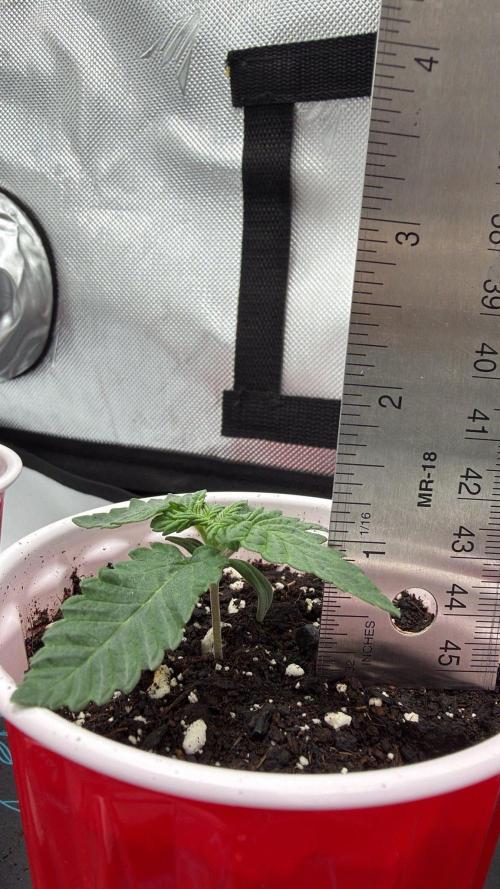 710 Labs Bag Seed: LTP. Week 1 - The dirt level rose, so still just an inch despite growing