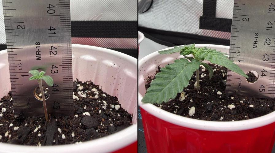 710 Labs Bag Seed: LTP. Week 1