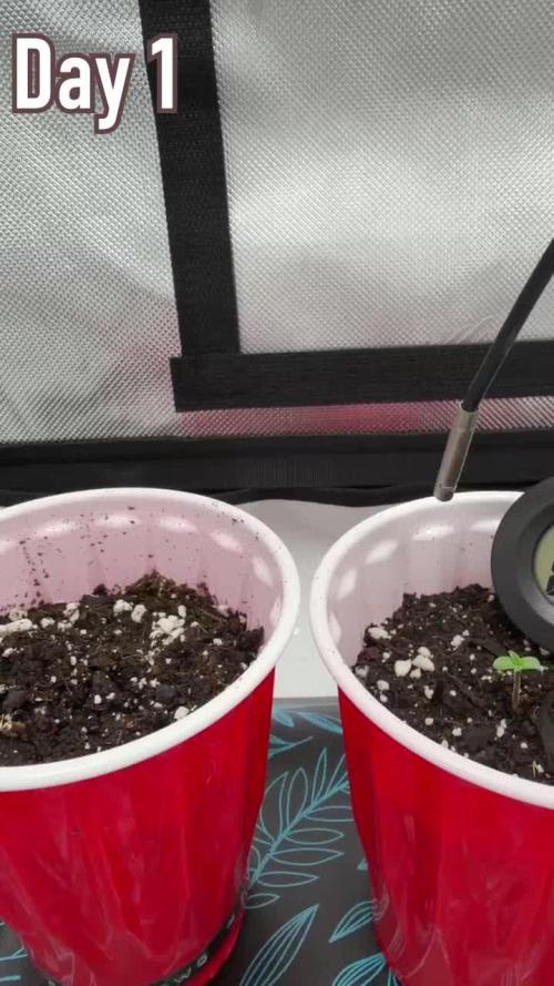 710 Labs Bag Seed: LTP