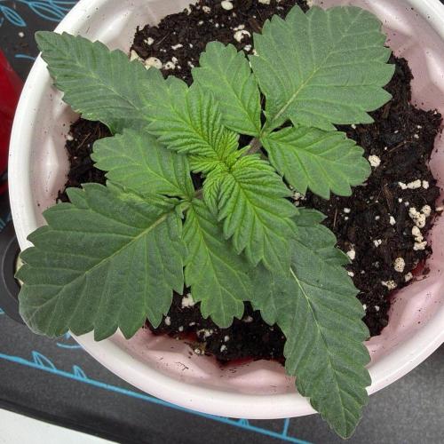 710 Labs Bag Seed: LTP. Week 2 - Starting out the week...