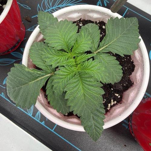 710 Labs Bag Seed: LTP. Week 2 - Couple days later, third node coming in strong