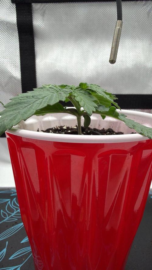 710 Labs Bag Seed: LTP. Week 2 - Side view