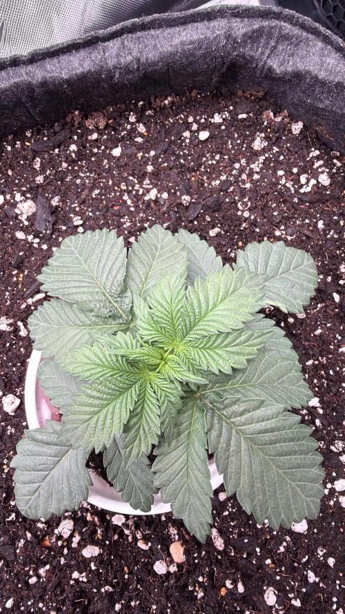 710 Labs Bag Seed: LTP. Week 2 - Dress rehearsal for her eventual home