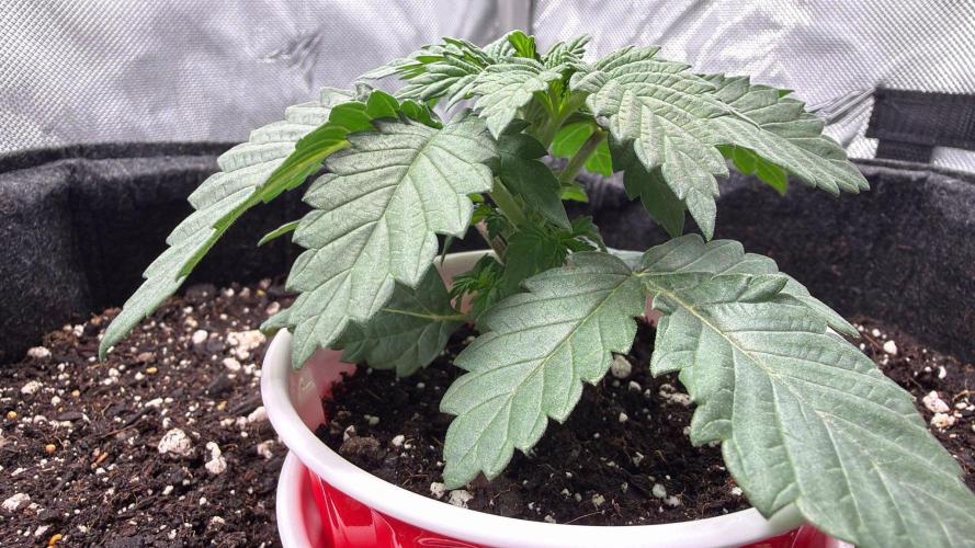 710 Labs Bag Seed: LTP. Week 2 - Trying out the new digs