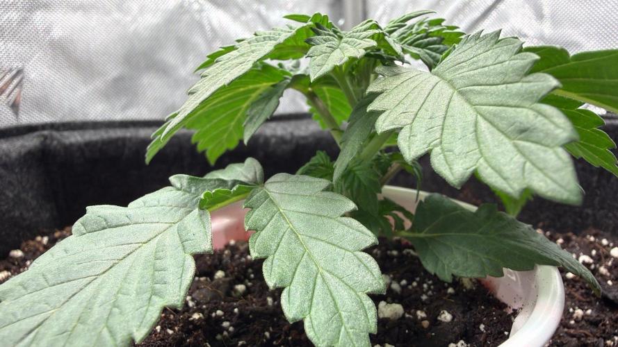 710 Labs Bag Seed: LTP. Week 2 - SOON