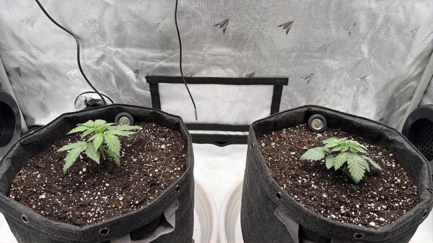 710 Labs Bag Seed: LTP. Week 2 - Transplanted. Chemdawg on the left, Lemon Tart Pucker on the right