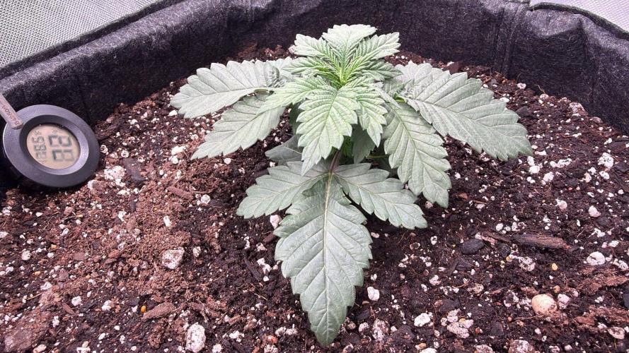 710 Labs Bag Seed: LTP. Week 2 - Happy in her new home