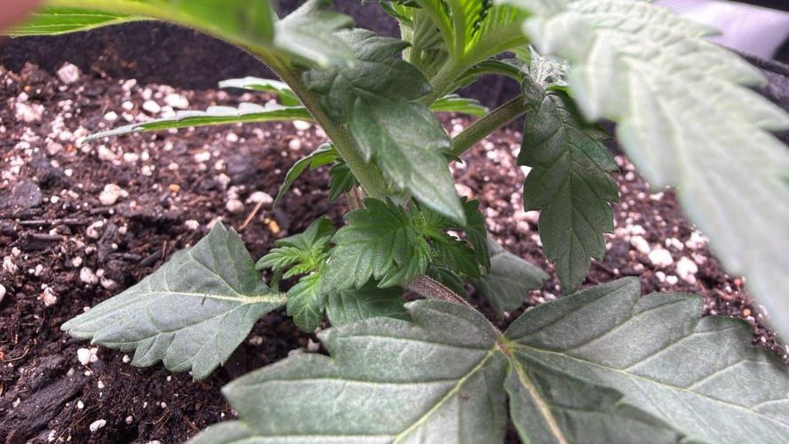 710 Labs Bag Seed: LTP. Week 2