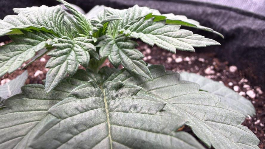 710 Labs Bag Seed: LTP. Week 2 - Ending the week still growing