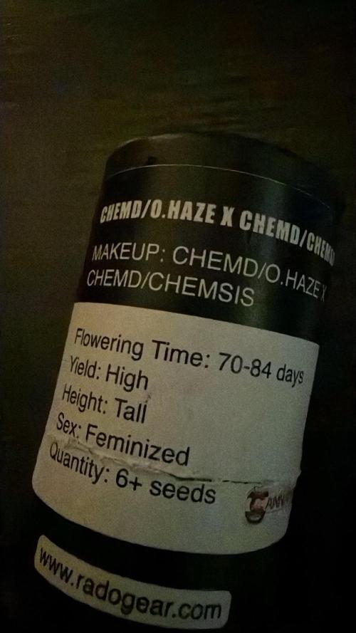 Chemdawg getting weird. Week 0 - Seed pack direct from Cannarado