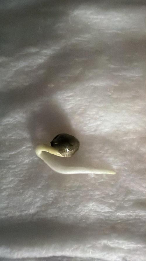 Chemdawg getting weird. Week 0 - First seed popped!