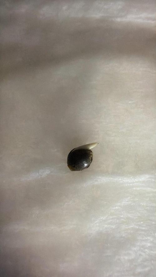 Chemdawg getting weird. Week 0 - Second seed popped!