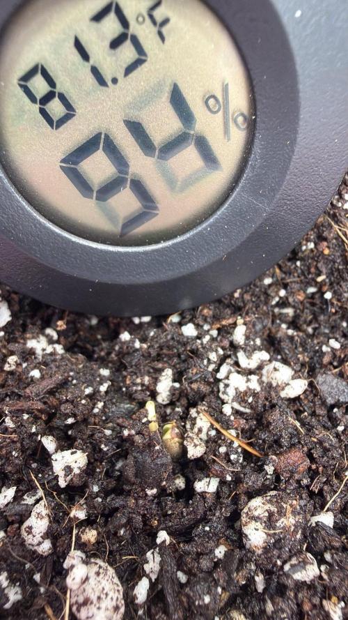 Chemdawg getting weird. Week 0 - Breaking the surface...