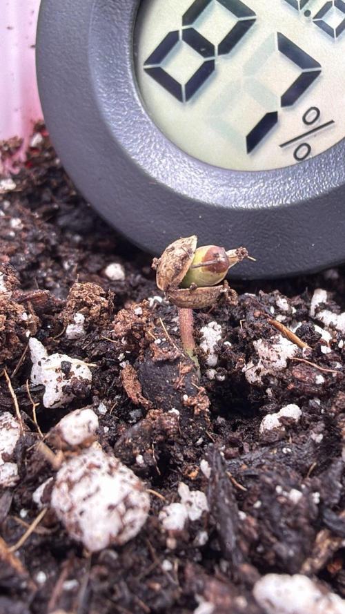 Chemdawg getting weird. Week 0 - Almost there...