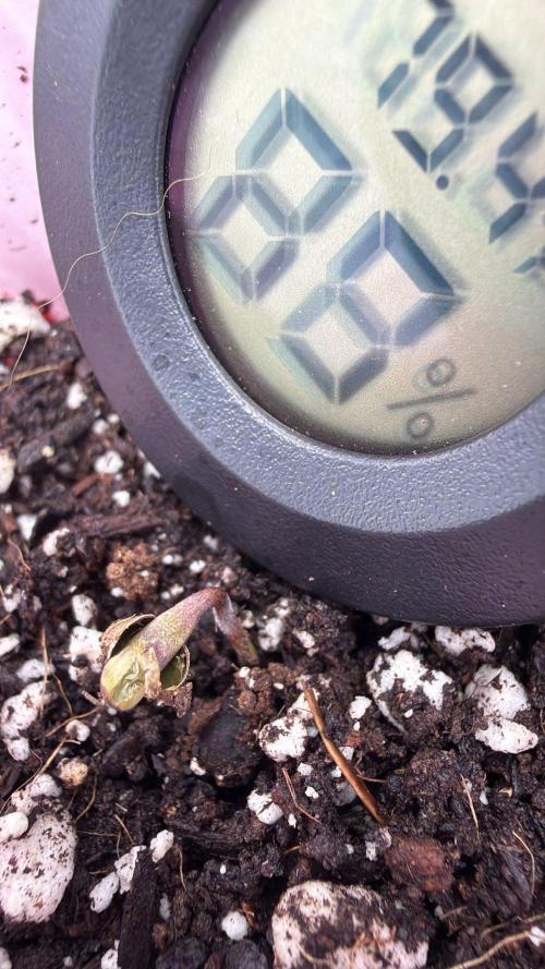 Chemdawg getting weird. Week 0 - ...still stuck in the seed coat and membrane the next day :(