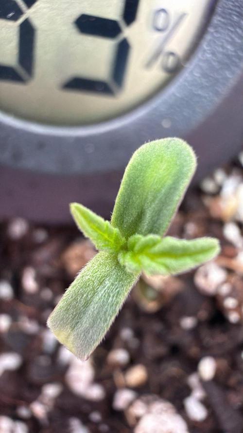 Chemdawg getting weird. Week 0 - With some help, got the membrane off, but looking lopsided