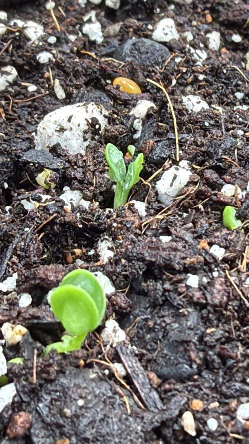 710 Labs Bag Seed: LTP. Week 3 - Cover crop starting to come in