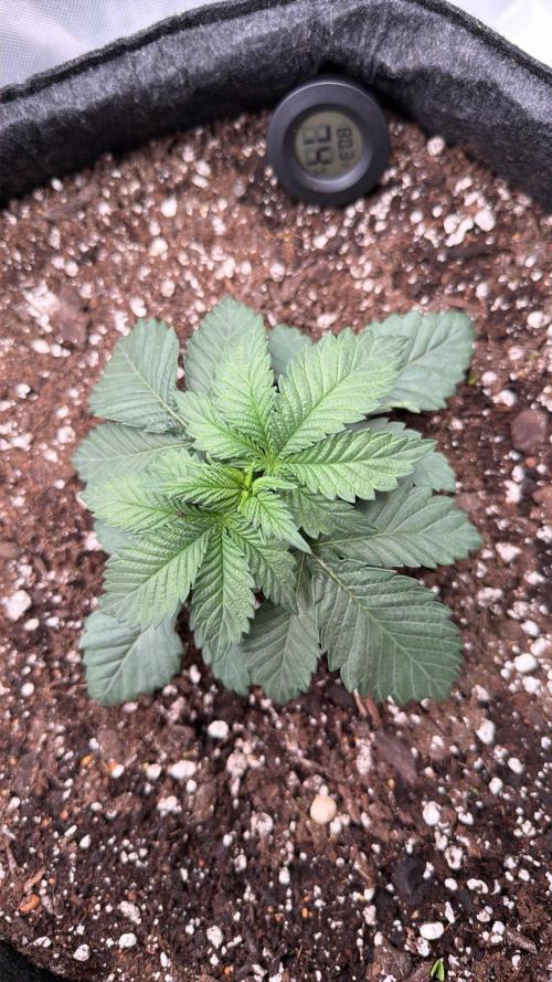 710 Labs Bag Seed: LTP. Week 3 - Growing...