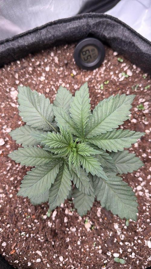 710 Labs Bag Seed: LTP. Week 3 - ...growing...