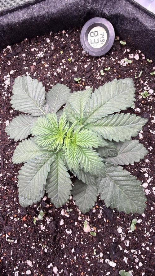 710 Labs Bag Seed: LTP. Week 3 - Topping Day!