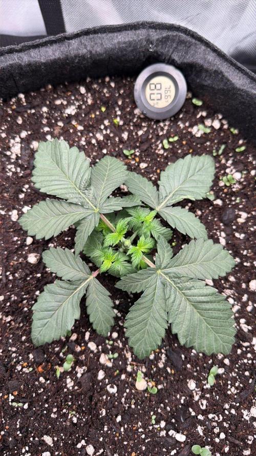 710 Labs Bag Seed: LTP. Week 3 - Topped above the 3rd node