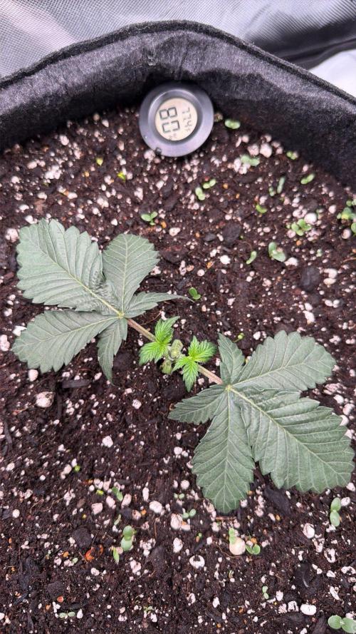 710 Labs Bag Seed: LTP. Week 3 - Removed all foliage below 3rd node