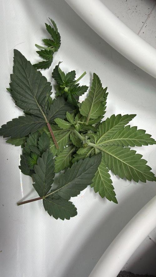 710 Labs Bag Seed: LTP. Week 3 - That's a lot of foliage