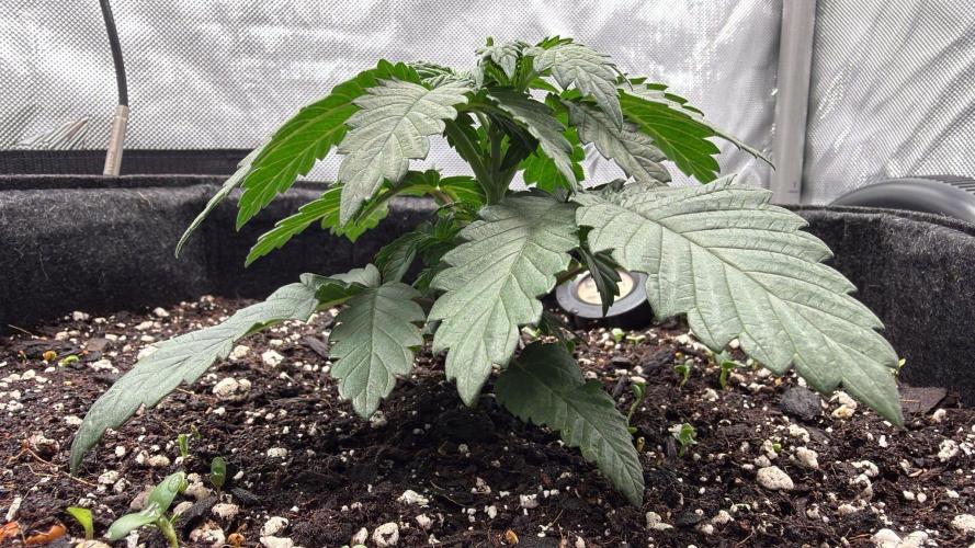 710 Labs Bag Seed: LTP. Week 3 - Replay from the side