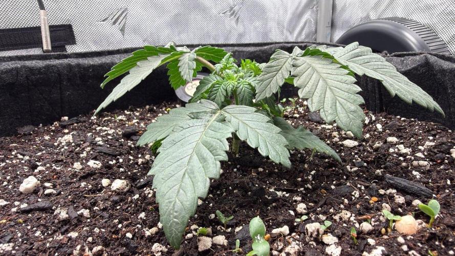 710 Labs Bag Seed: LTP. Week 3 - Topped above the 3rd node