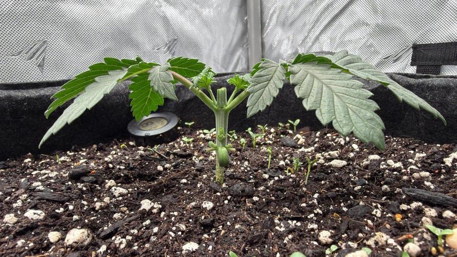 710 Labs Bag Seed: LTP. Week 3 - Just after removing all foliage other than 3rd node