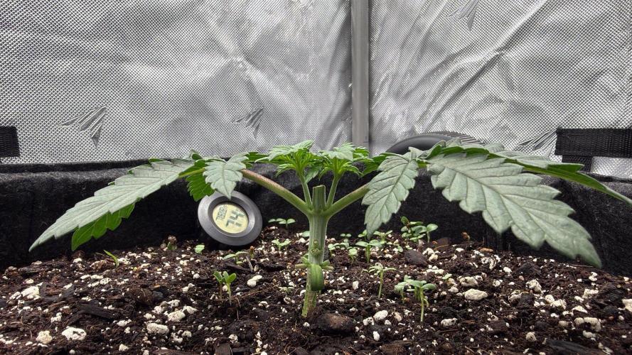 710 Labs Bag Seed: LTP. Week 3 - The next day - already growing!