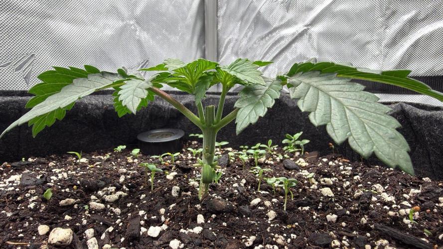 710 Labs Bag Seed: LTP. Week 3 - The day after