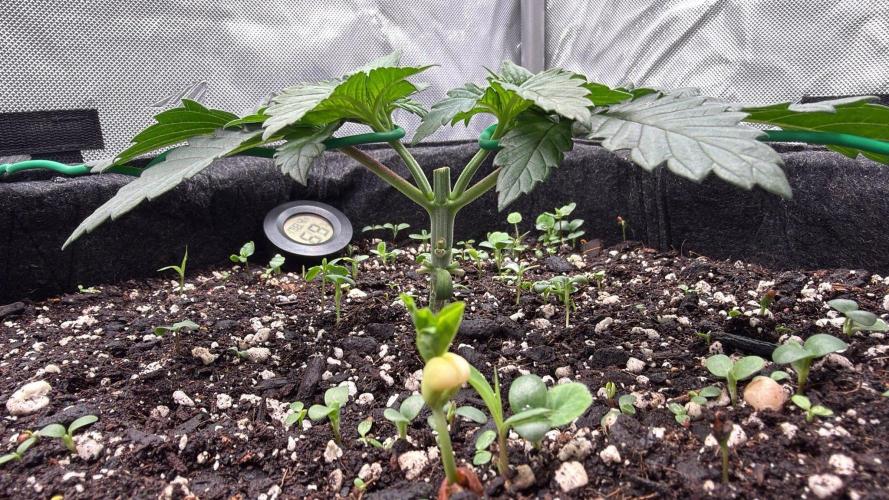 710 Labs Bag Seed: LTP. Week 3 - The day after that, starting training