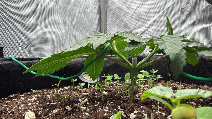 710 Labs Bag Seed: LTP. Week 3 - Following day, more training